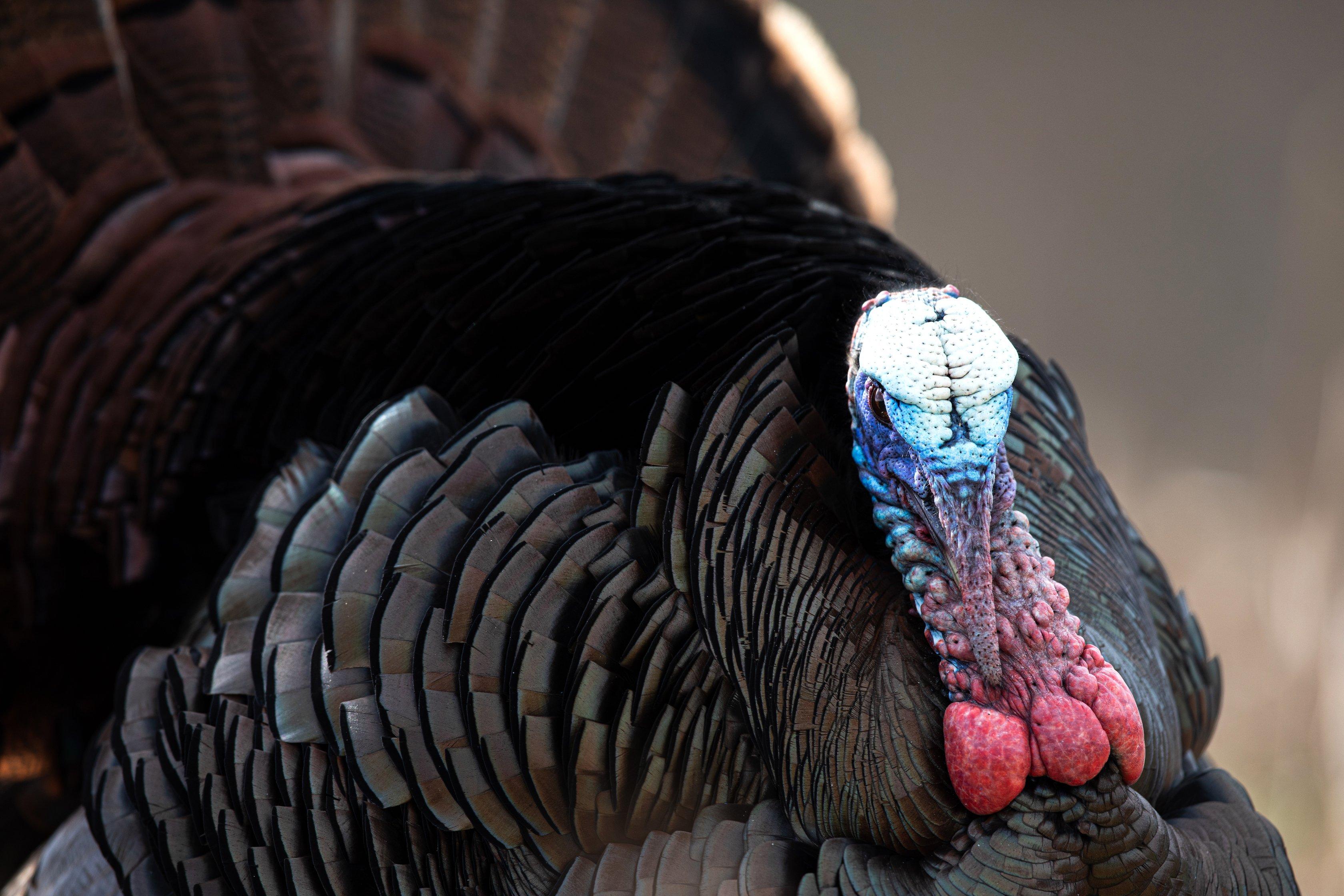 Though many birds are henned up, hunters across the South in general have had good hunting so far this spring. Image by Kerry B Wix