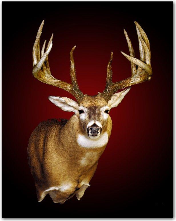 World record deals whitetail buck