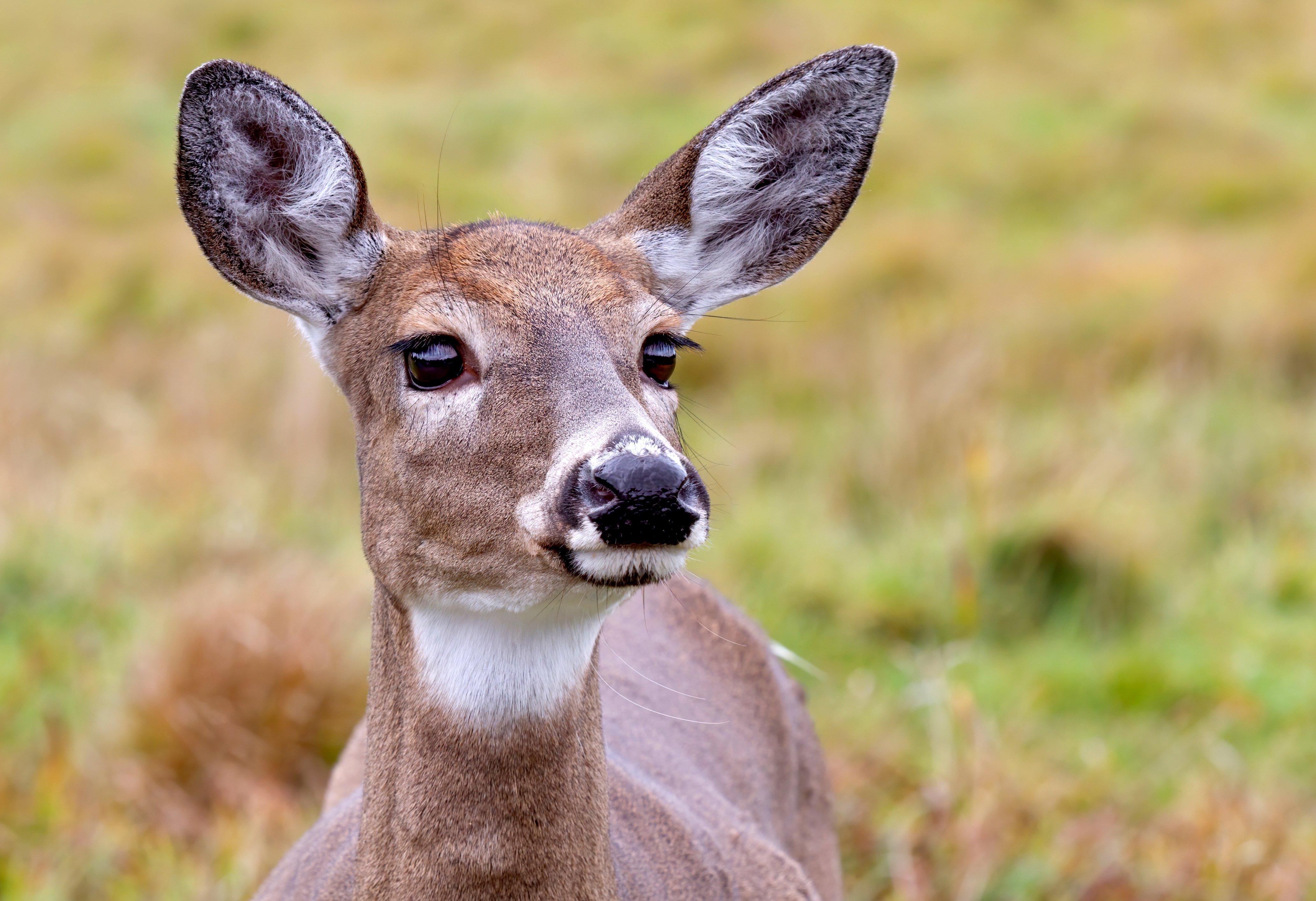Image: know_deer_senses_1