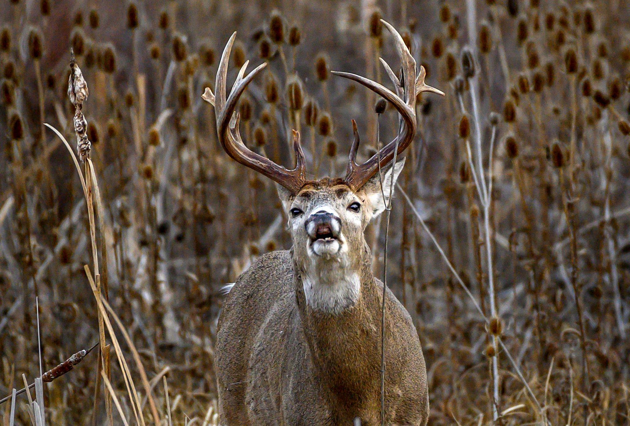 Image: know_deer_senses_2
