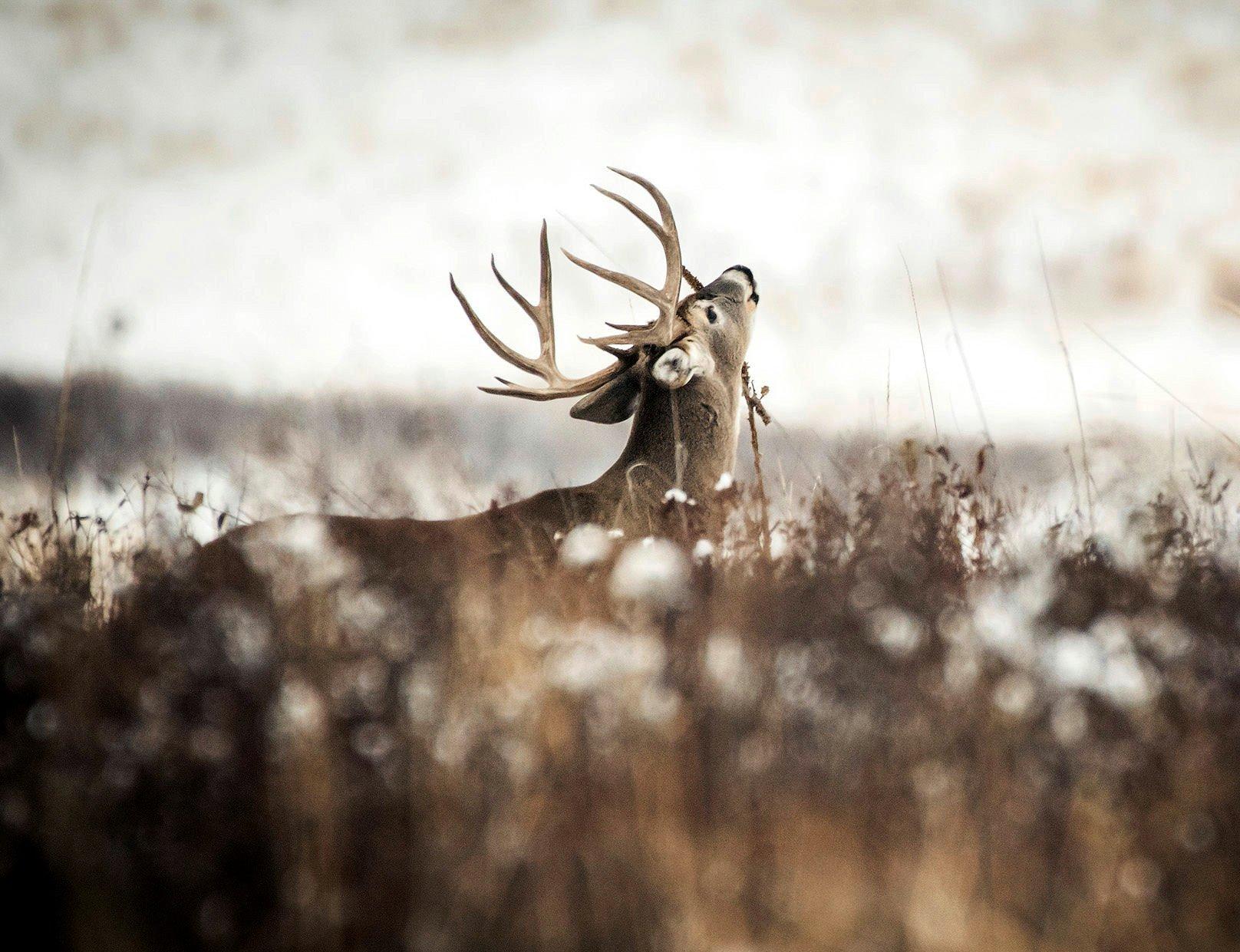 Image: know_deer_senses_3