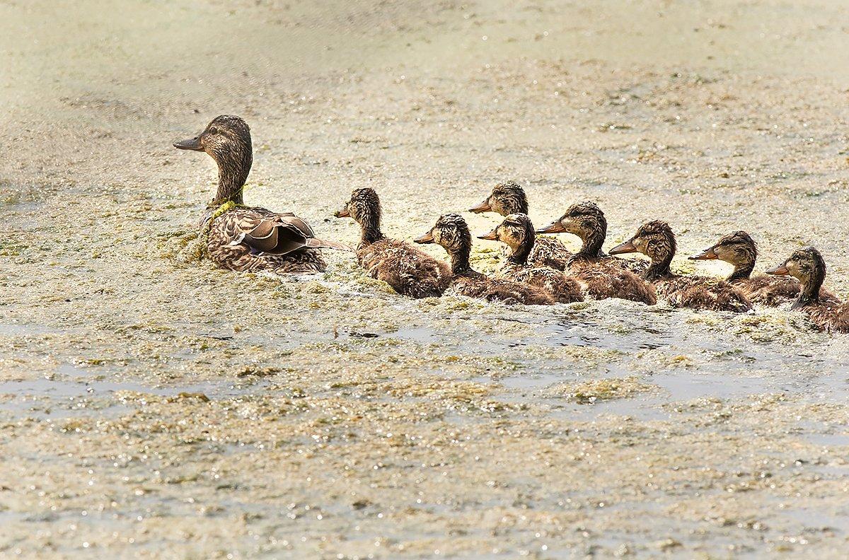 Duck production could decrease if drought returns to the prairies and CRP acreage continues to decline. Photo © Bill Konway