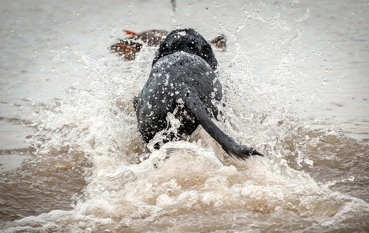  Mark the bird, release the dog, bring the pup to heel and then take the duck. Now and then, however, things get goofy. Photo © Bill Konway