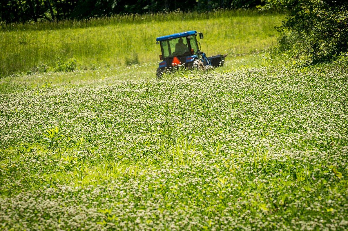 Now this is a nice clover plot. (Bill Konway photo)