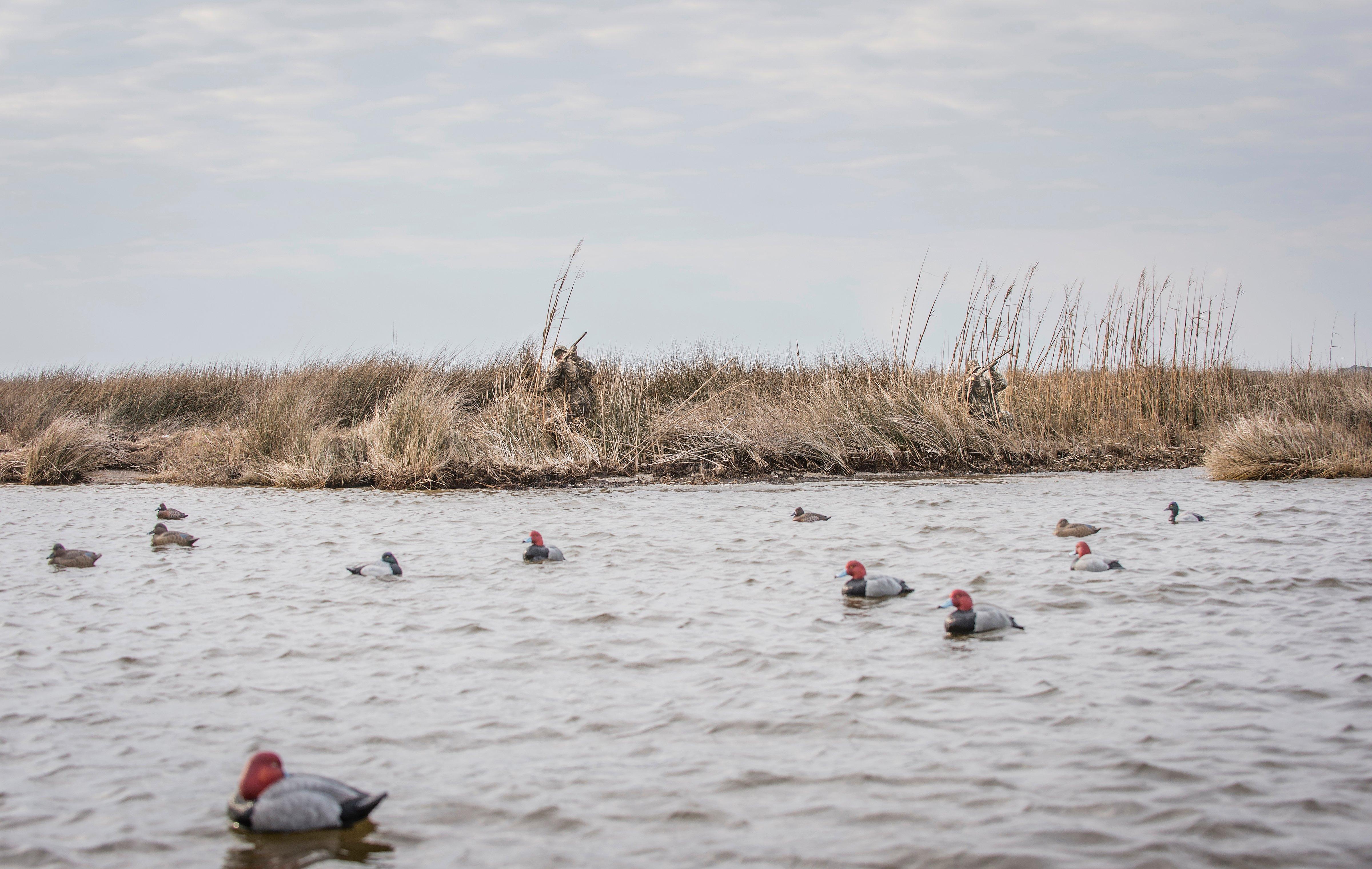 Knowing exactly when to call the shot is a critical skill in waterfowling. And every situation is different. Photo © Bill Konway