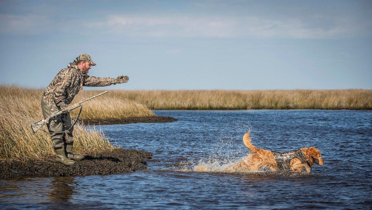 A well-trained retriever is by far the best tool for recovering crippled ducks or geese. Photo © Bill Konway