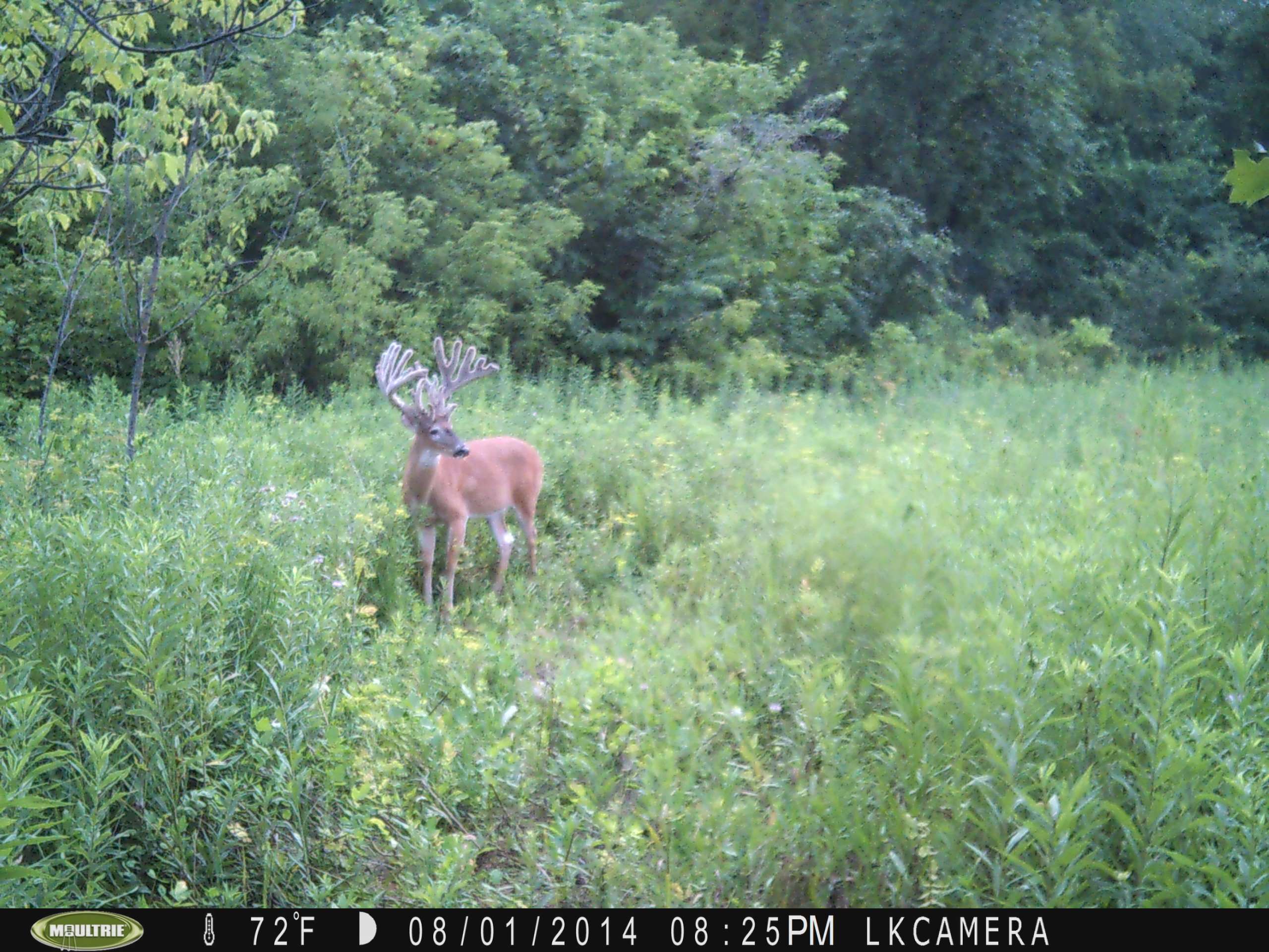 Landon, Layton and Brian have many trail cam photos of the buck Stan eventually shot.