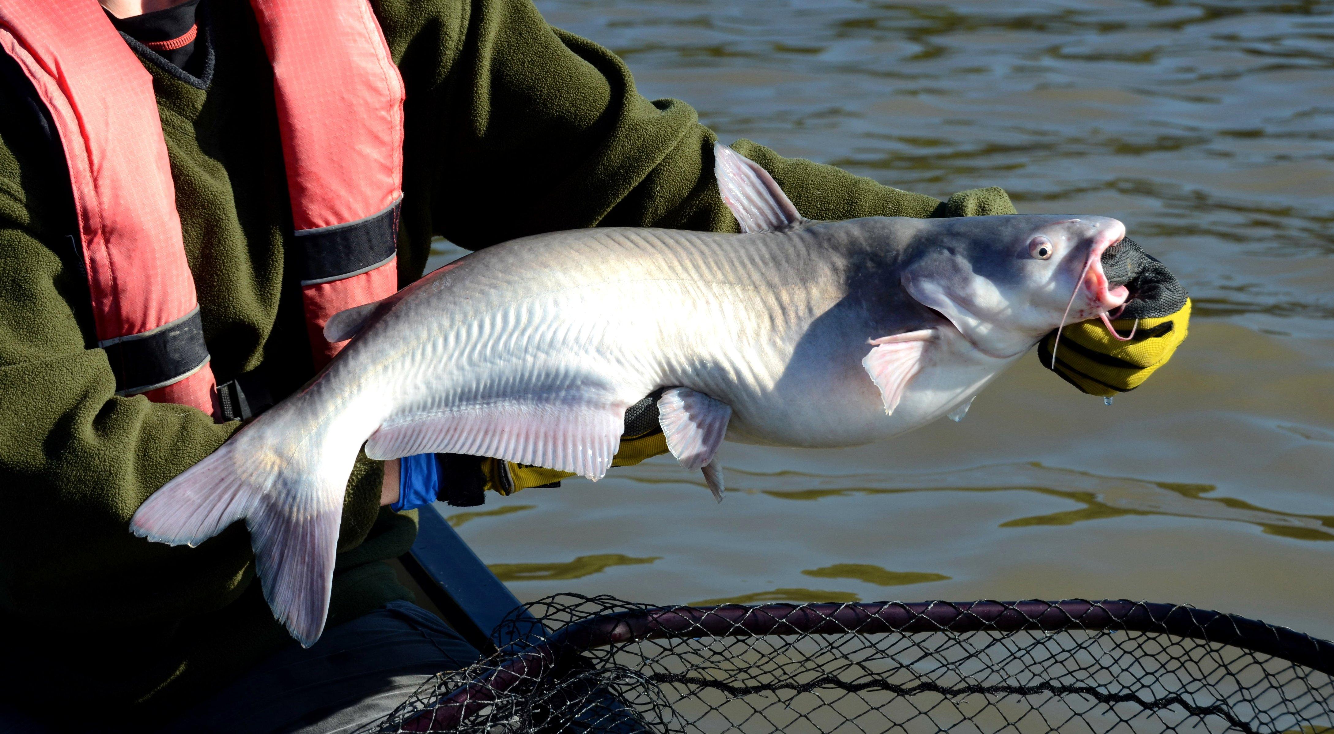 Image: ky_catfish_bust