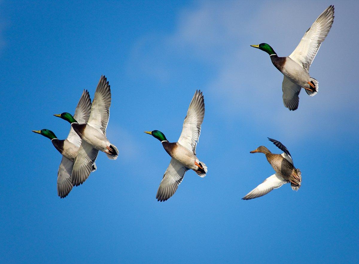 Duck Hunting in Kentucky Realtree Camo