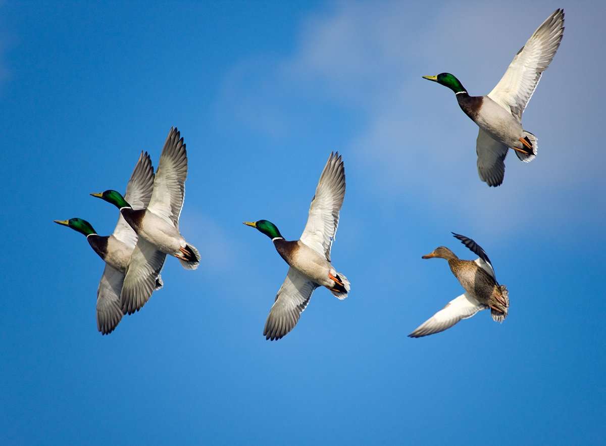 Photo © Shutterstock Photo © Shutterstock