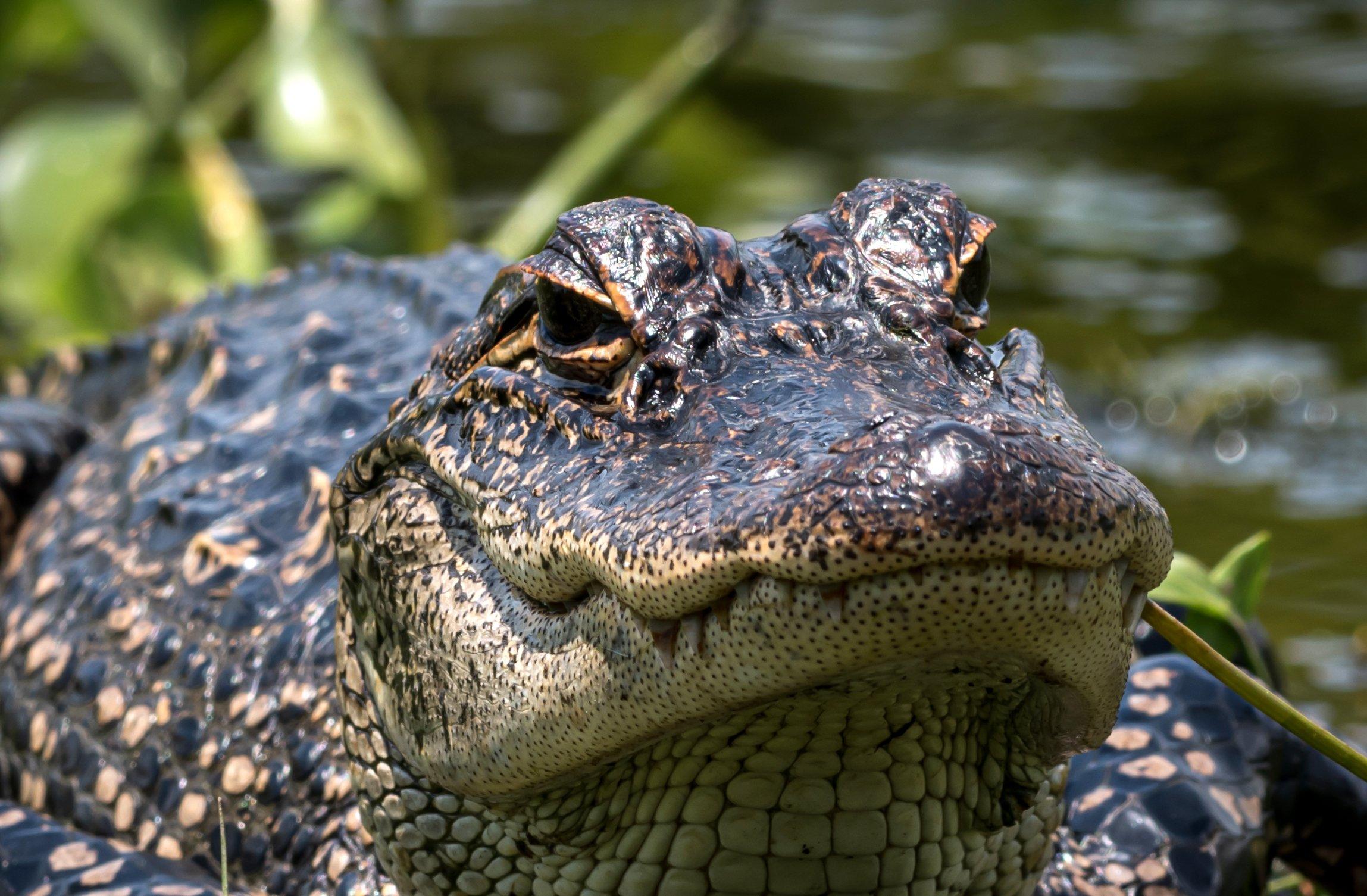 Image: la_gator