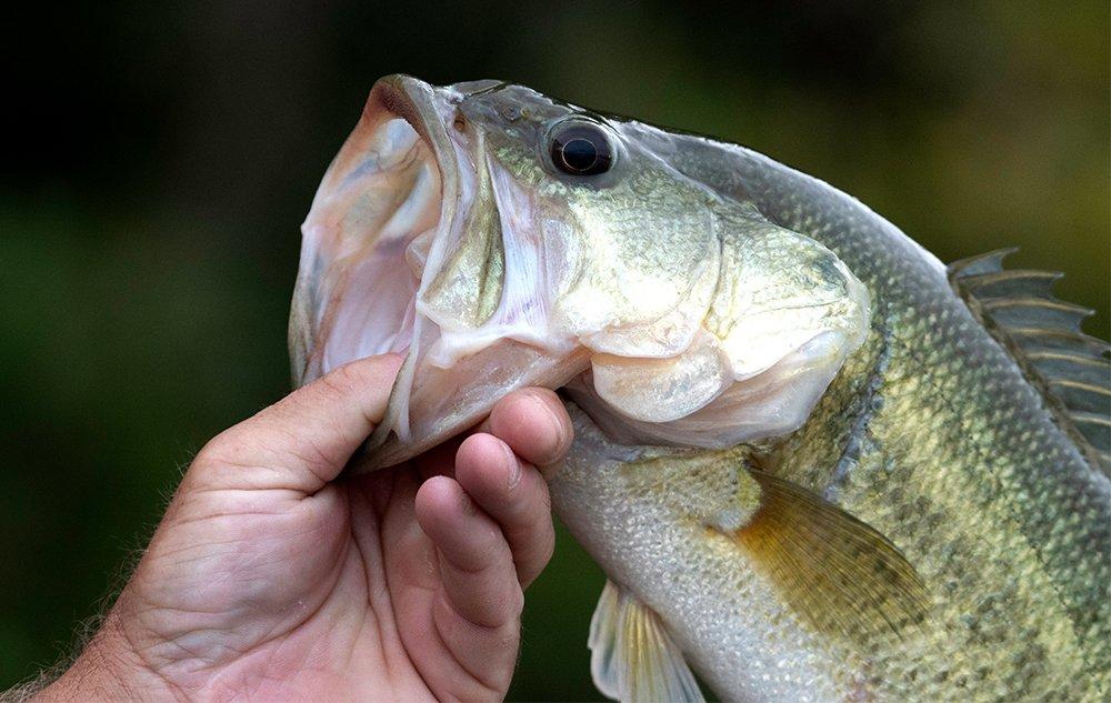 How to Rig an Aluminum Bass Boat - Realtree Camo