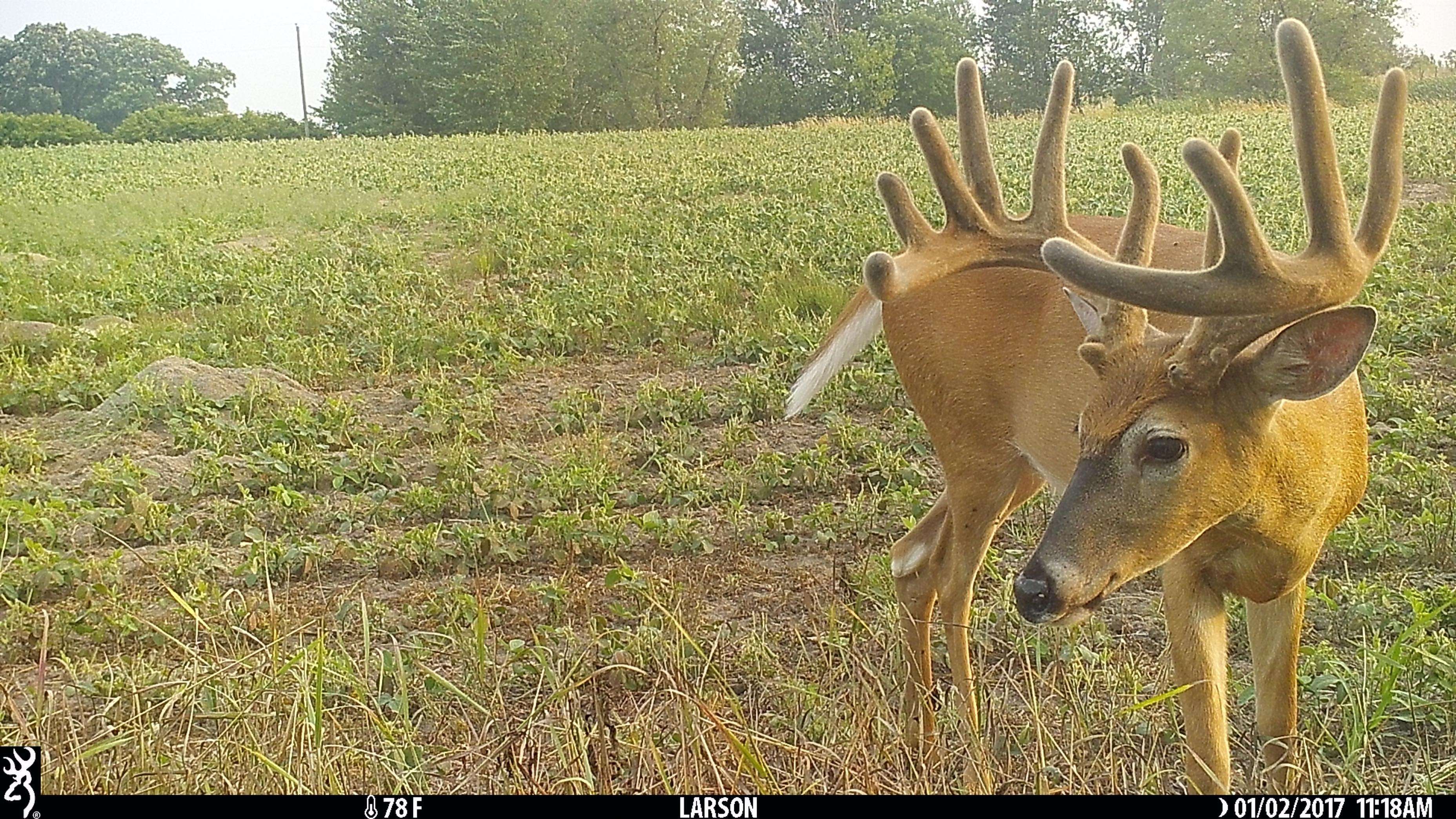 Larson kept tabs on this buck, but was surprised when it walked into bow range. Image by Nicole Larson