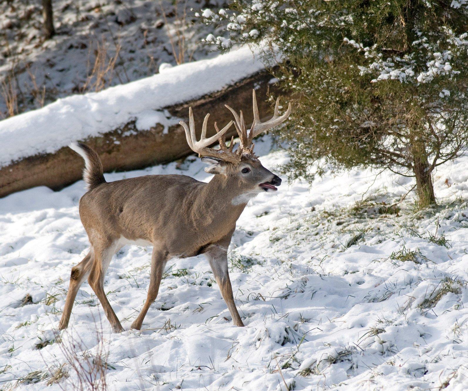 5 Best Places for Snow Tracking Bucks - Realtree Camo