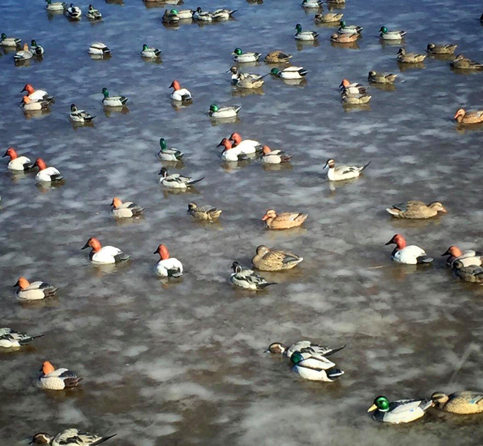 Image: late_season_ducks_2