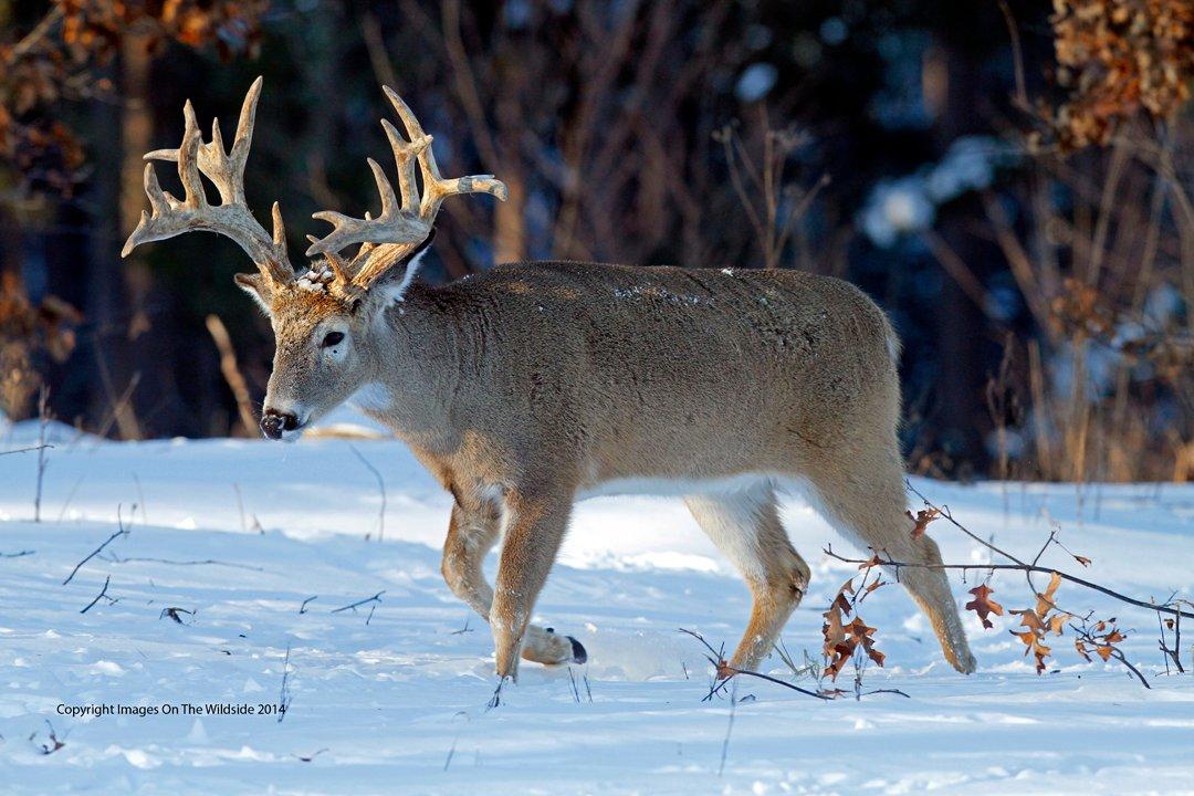 late season stud