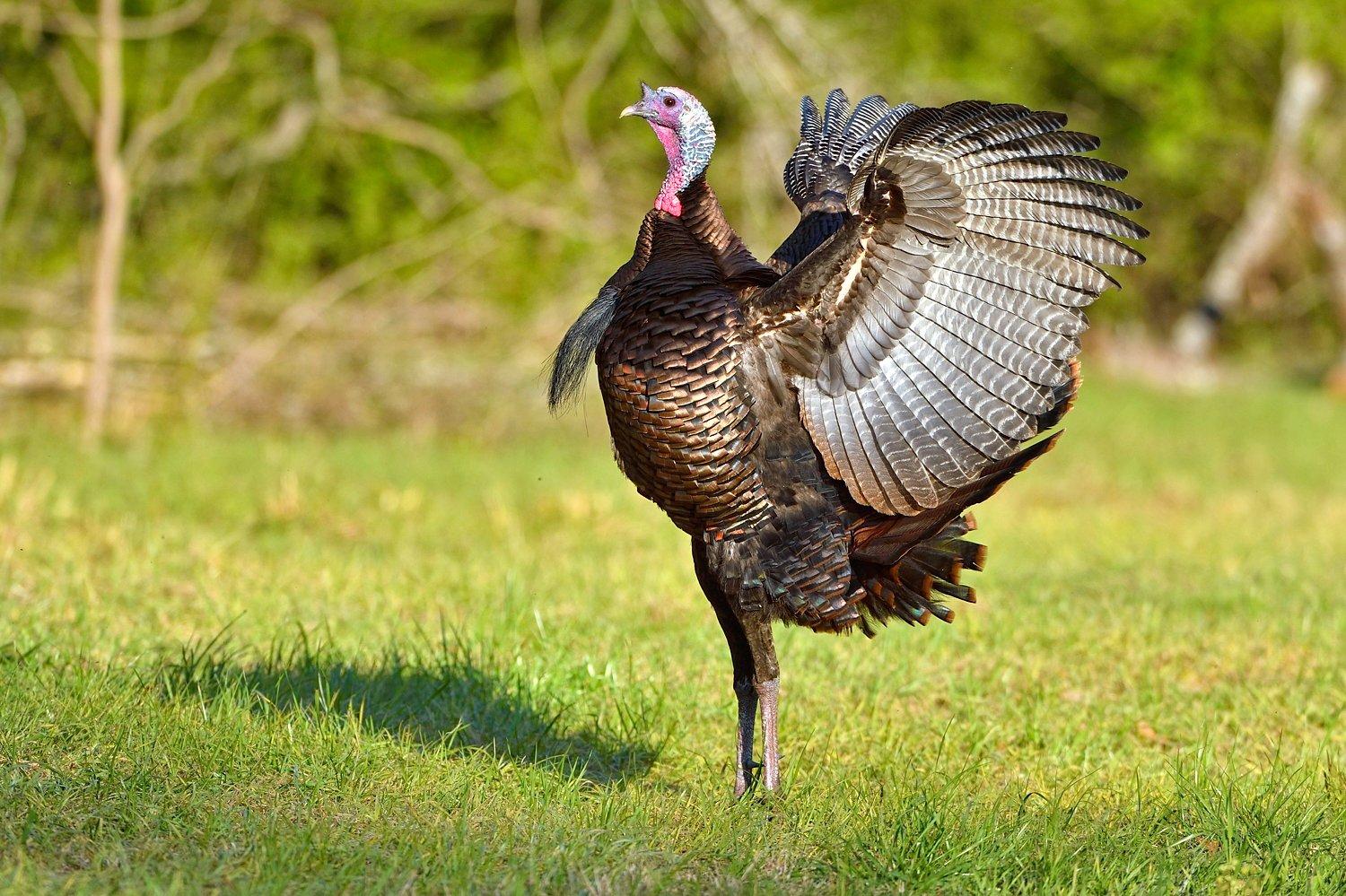 Late-season gobblers are transitioning to summer mode. © Tes Randle Jolly photo