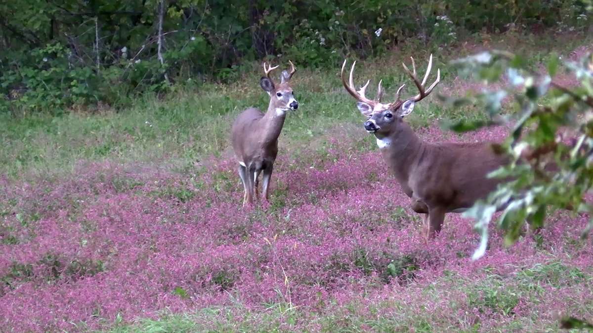 Who wouldn't love to see this sight in bow range? Image by Own the Season