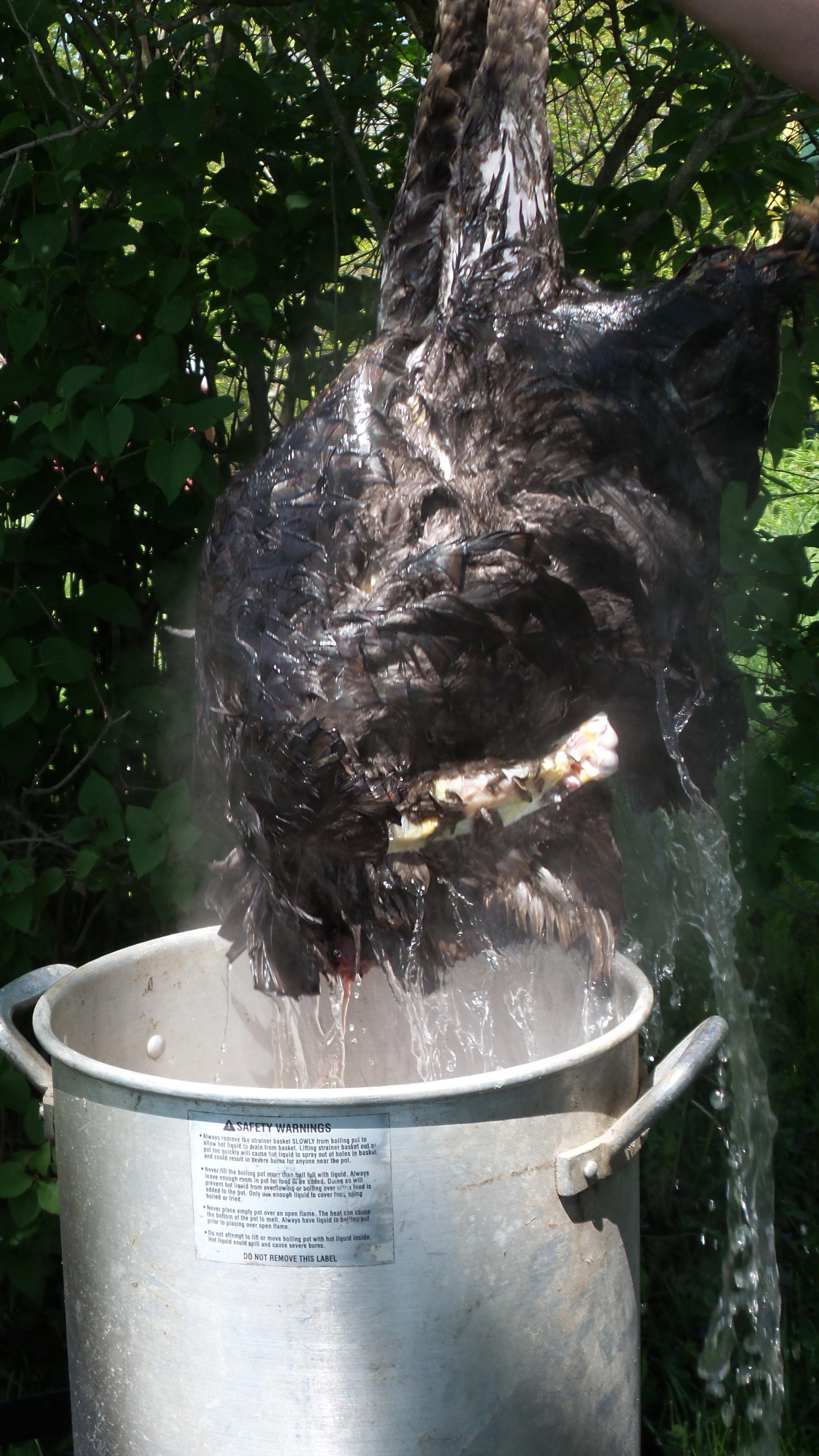 Dip bird into water for 25 to 30 seconds and lift to drain.