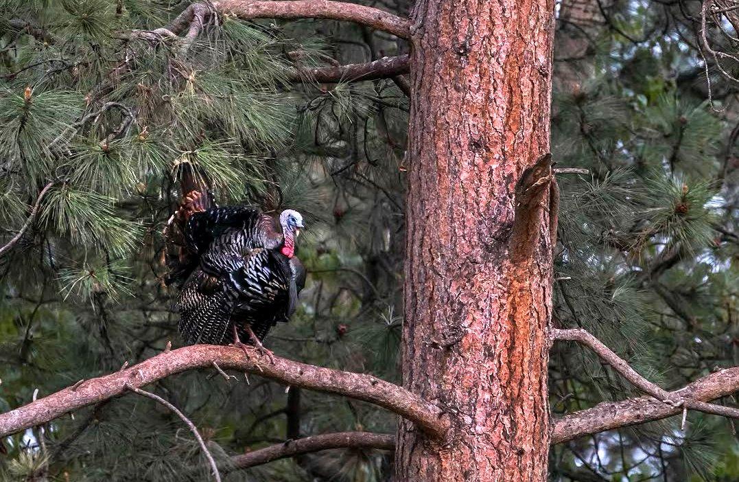 what does a turkey roost look like