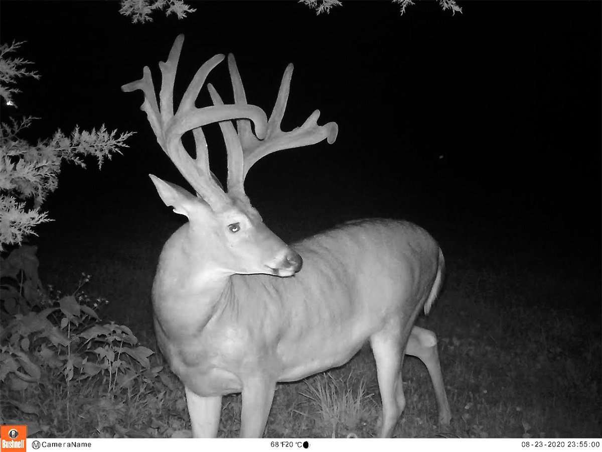 The buck spent most of the summer right next to the Linderer home.