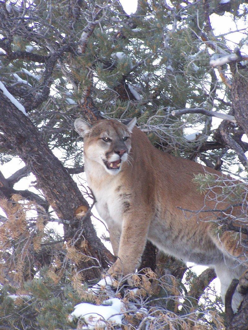 Are There Mountain Lions Where You Deer Hunt? - Realtree Store