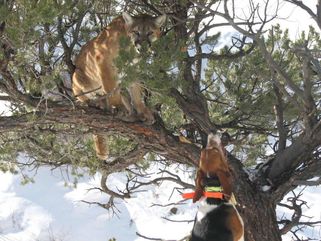 Mountain Lions in New Jersey? - Montana Hunting and Fishing