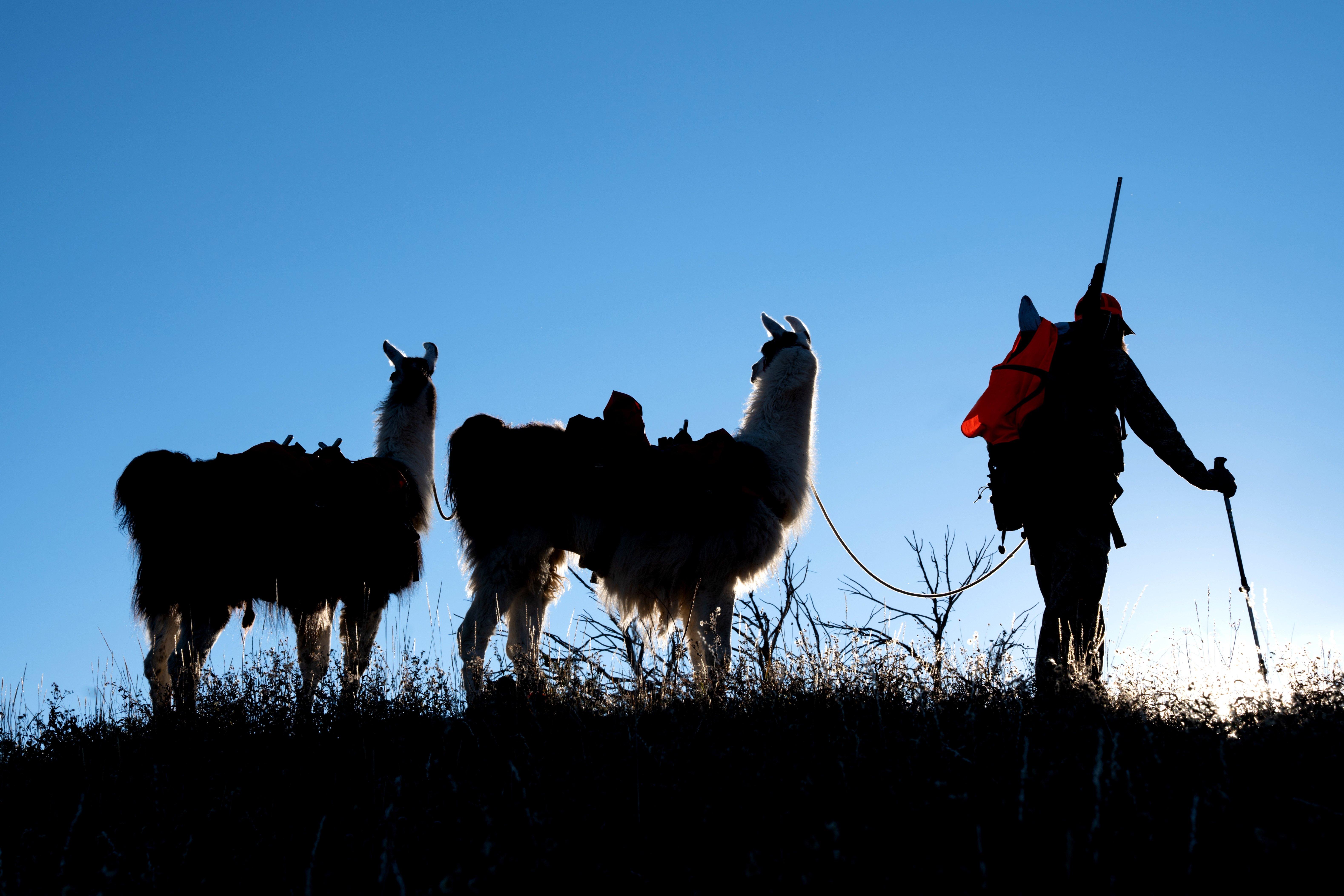 Image: llama_pack_version_2