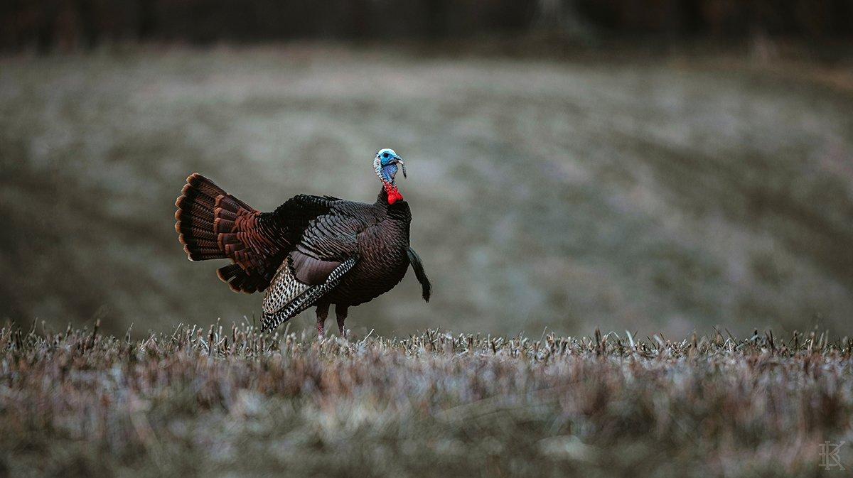 If you raise a long-distance gobbler, stick with it as long as that turkey seems to be moving closer — even if it's gone silent. Image by Kerry B. Wix