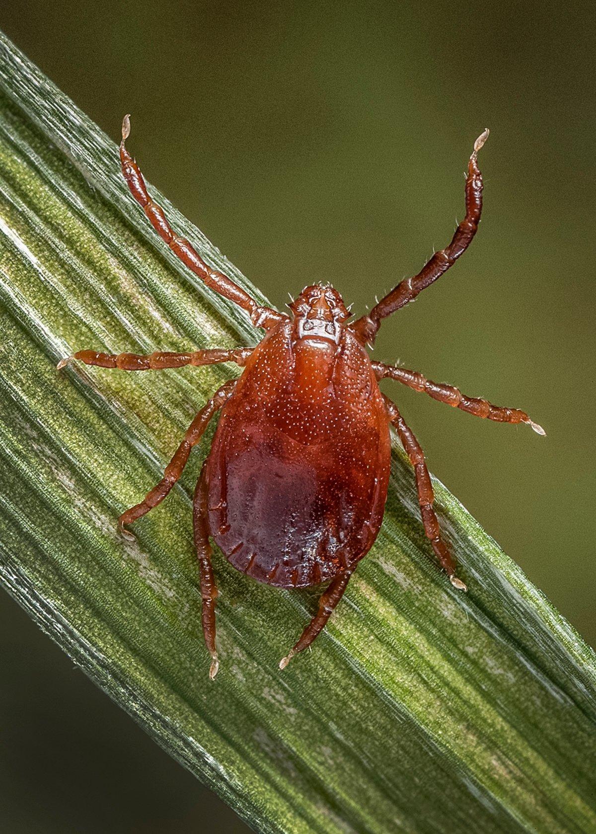 Be on the lookout for these pesky little threats. (CDC / James Gathany photo)