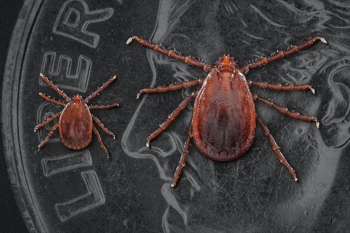 An Asian longhorned nymph on the left and an adult female on the right. (CDC / James Gathany photo)