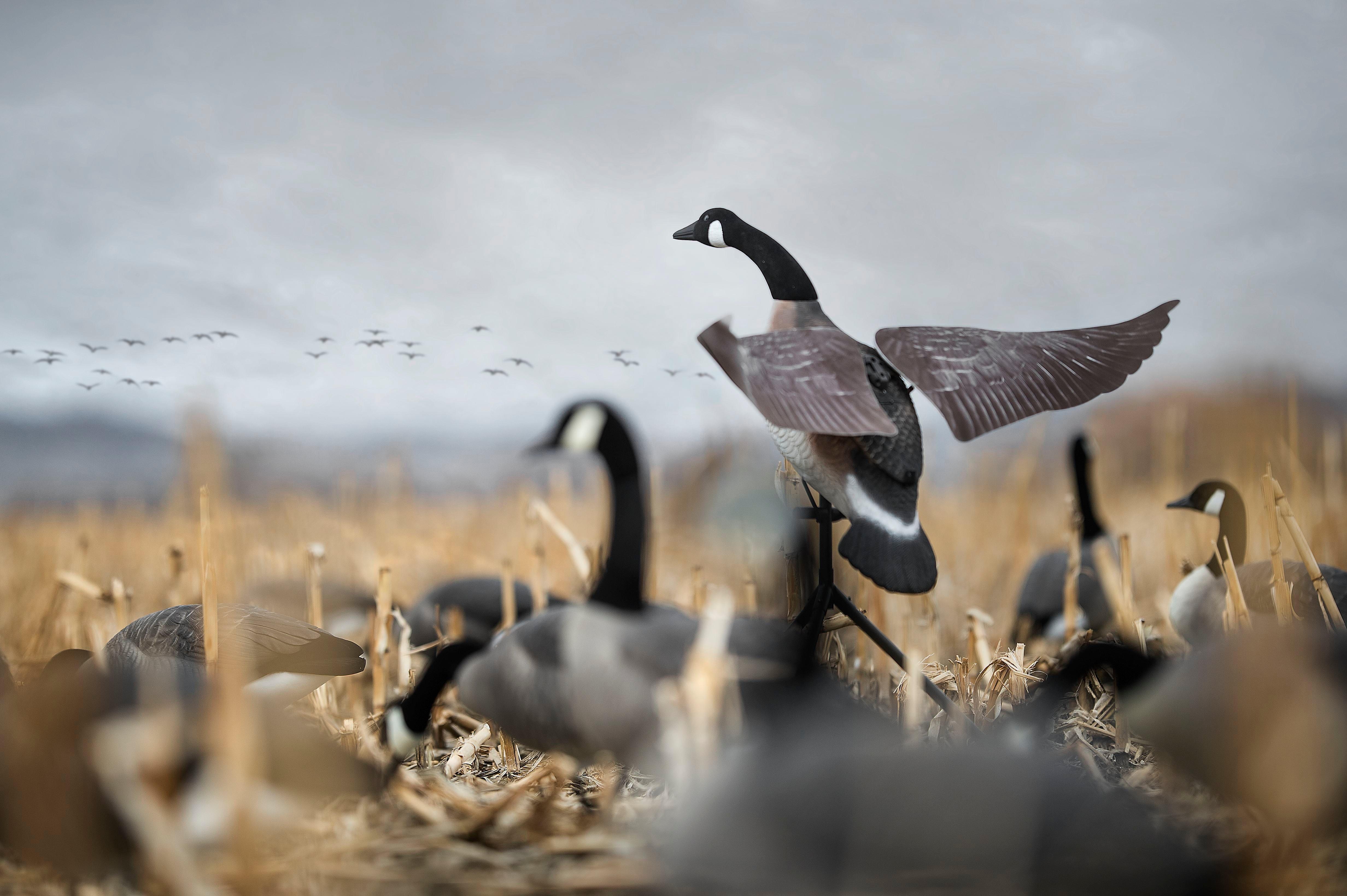 Lucky Duck Lucky Flapper Canada Goose