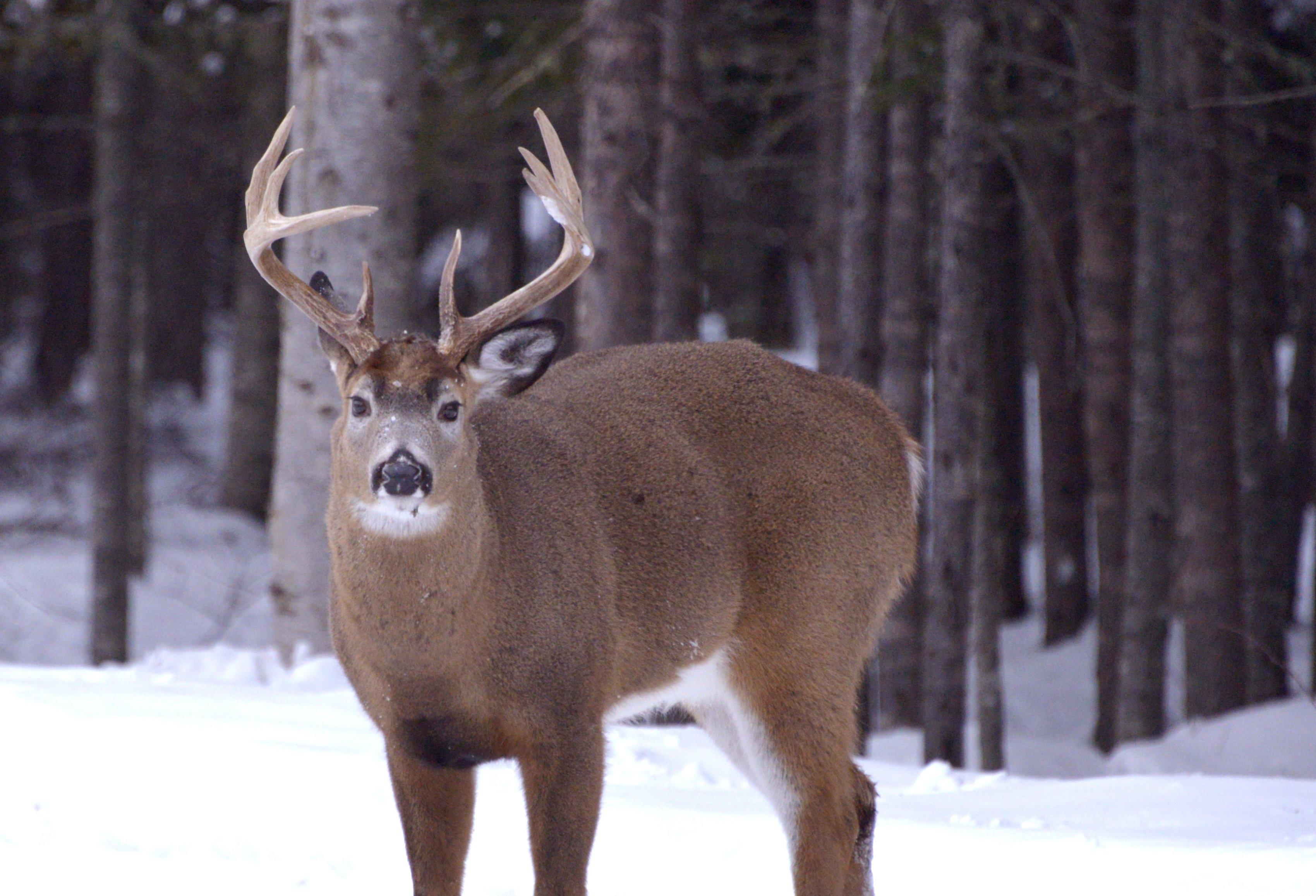 Image: maine_buck