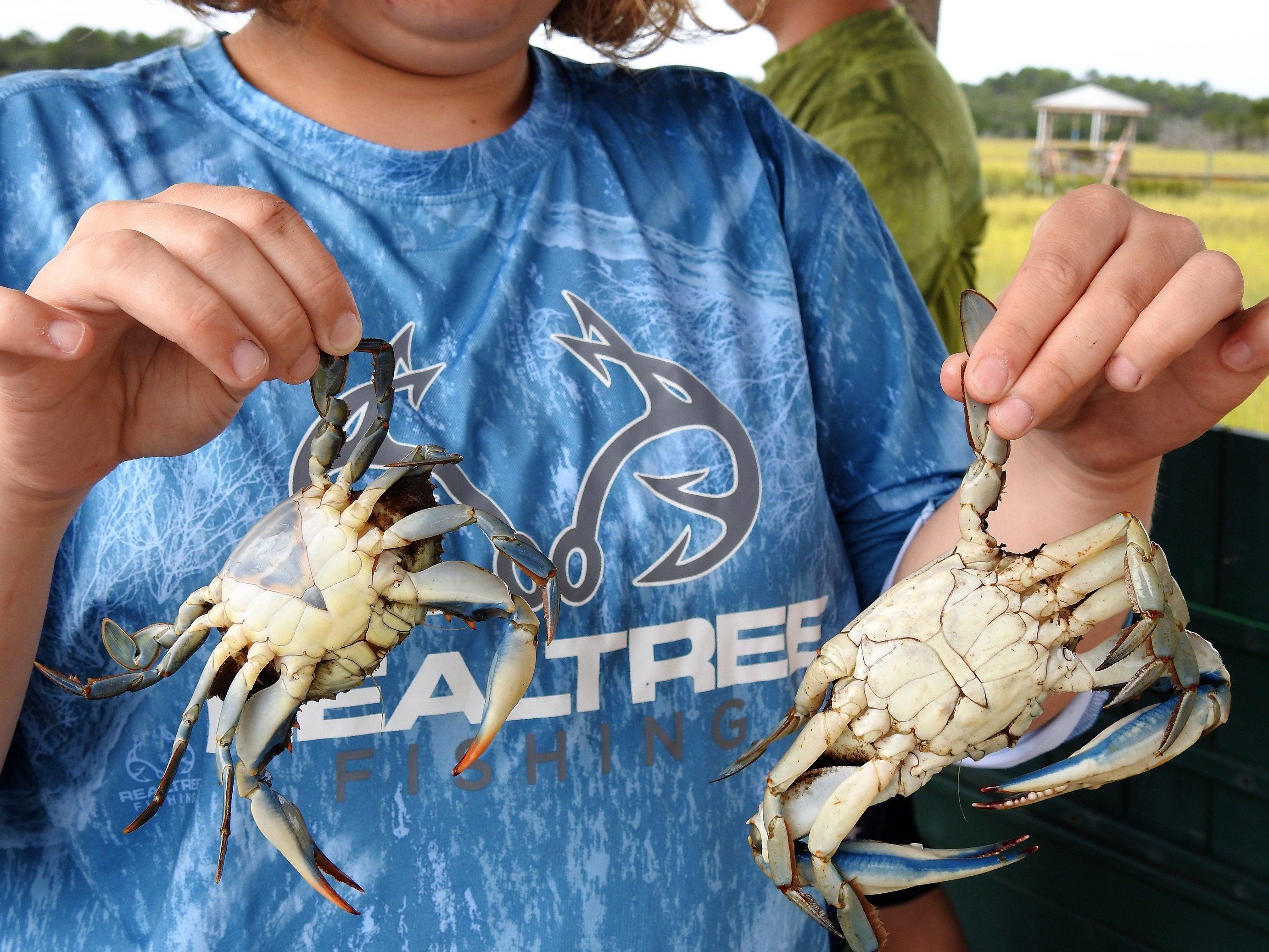 Keep the males and release the female crabs to reproduce.