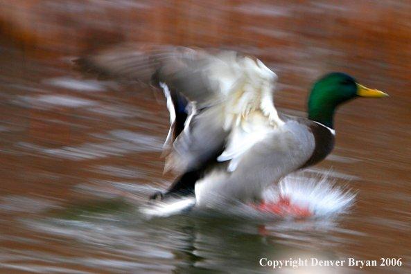 The author learned that being rich offers no guarantee when it comes to shooting ducks.