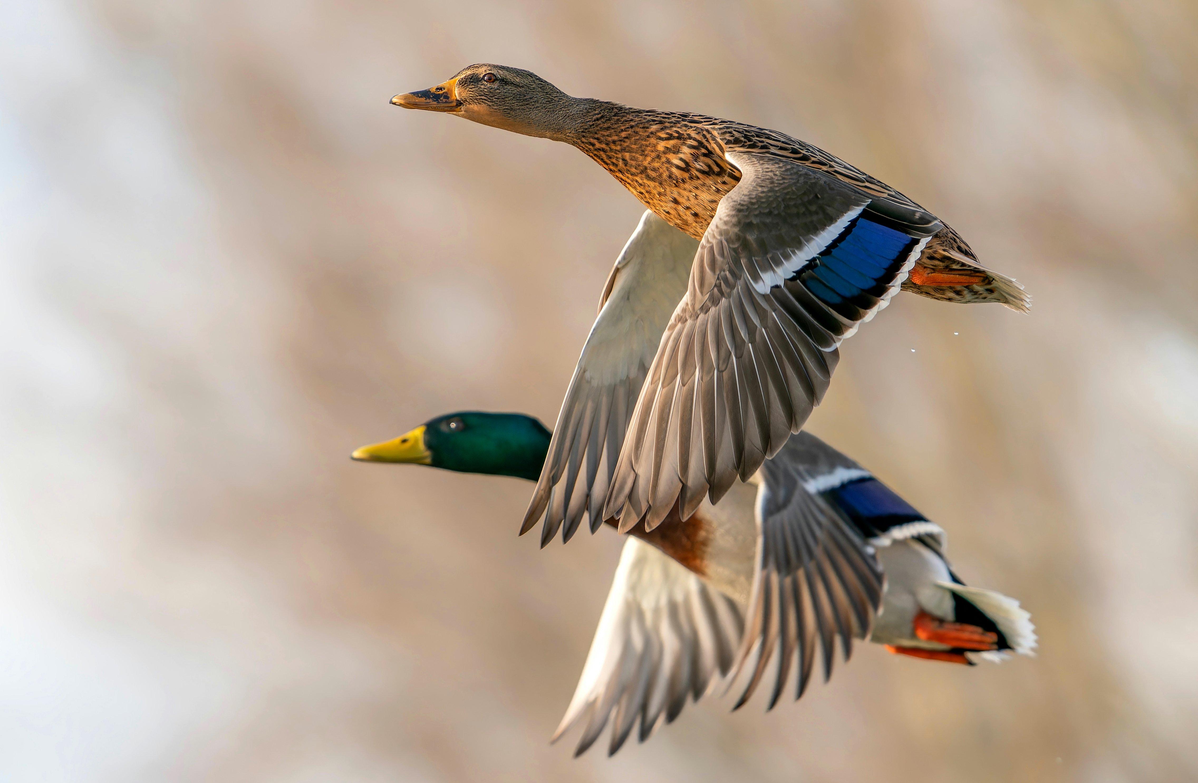 Image: mallard_breeding_numbers