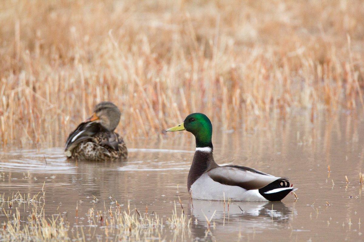 mallard ducks