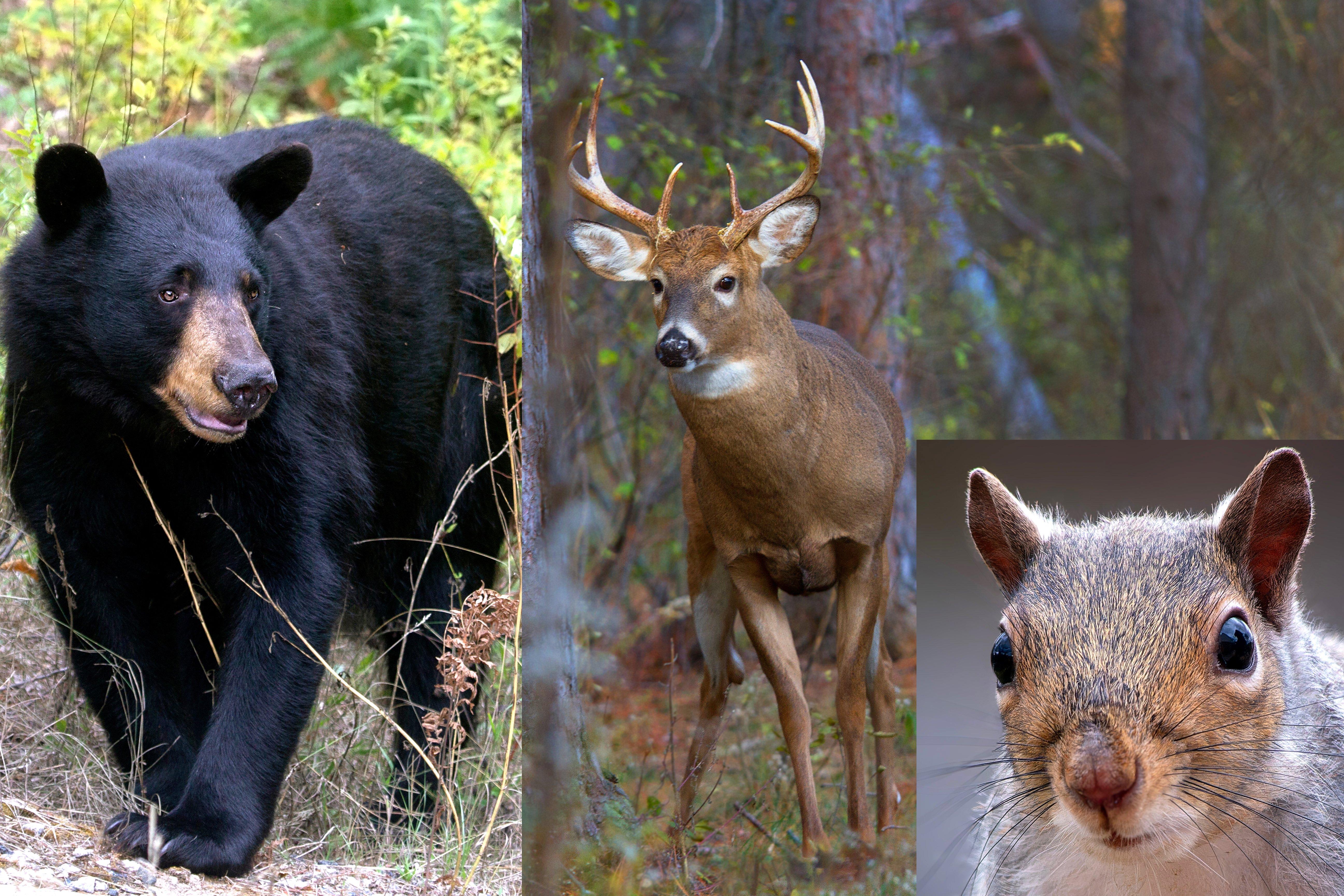 Image: maryland_lead_ban