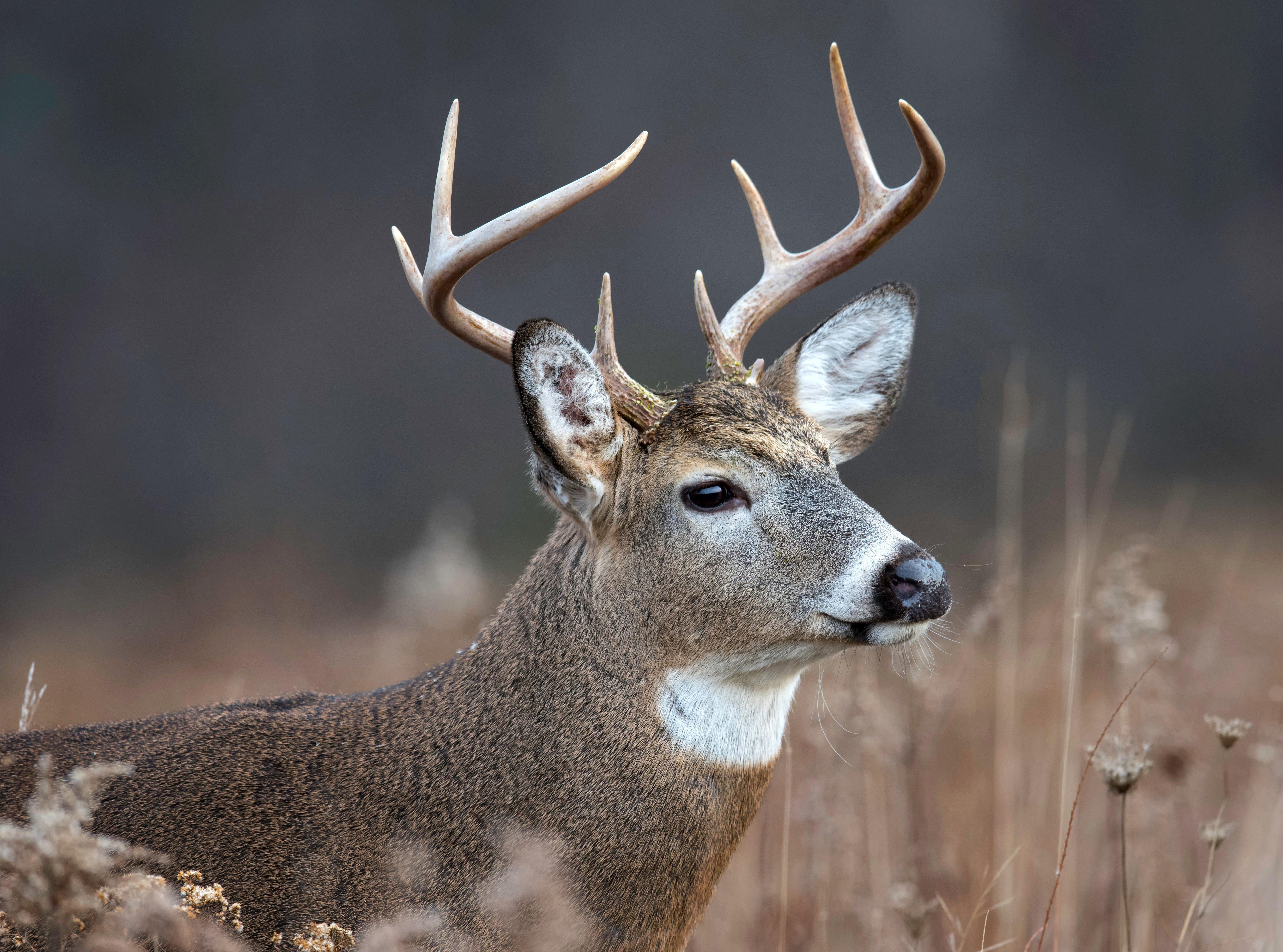 Image: mass_sunday_hunting