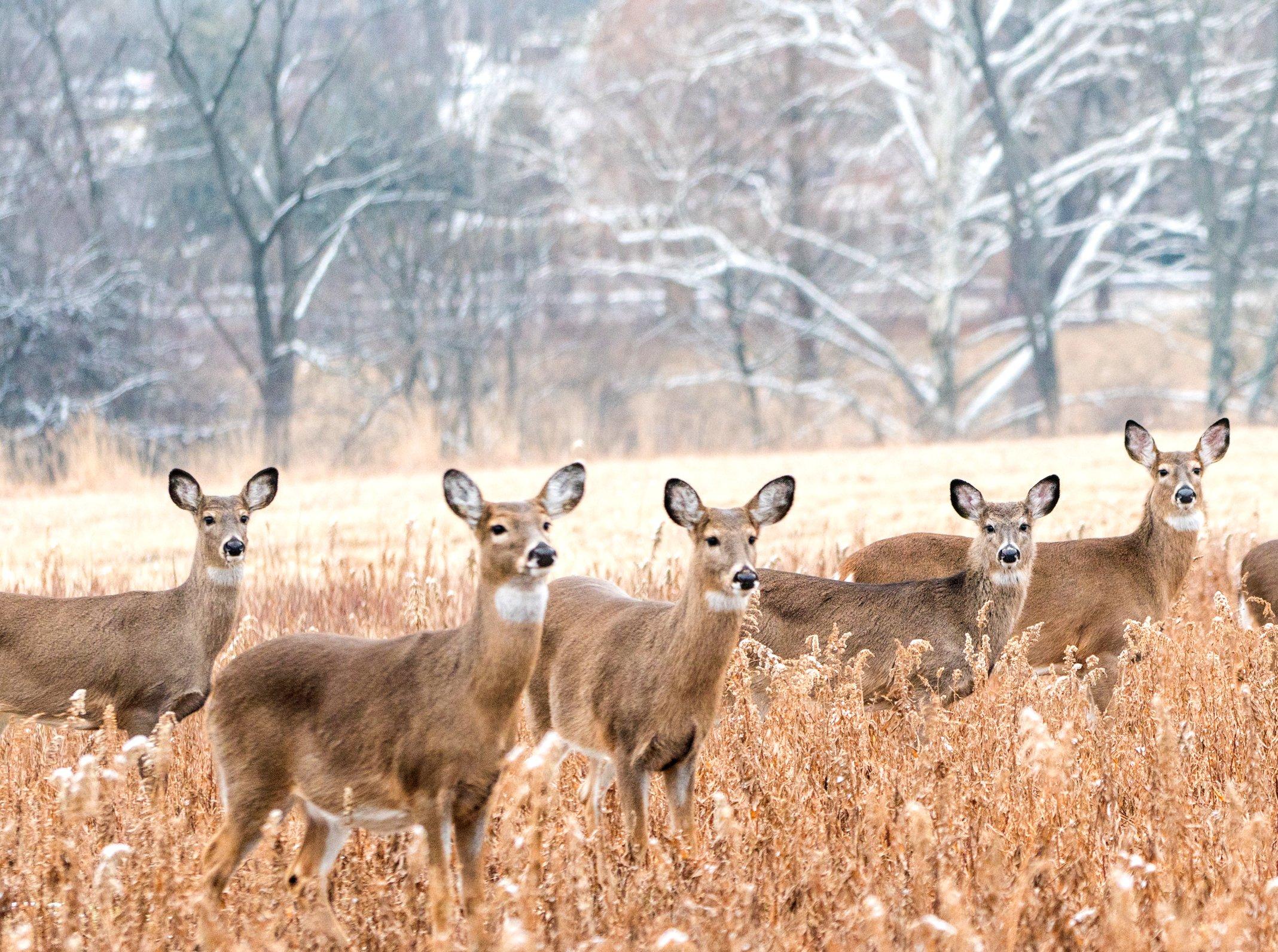 Image: mass_whitetail