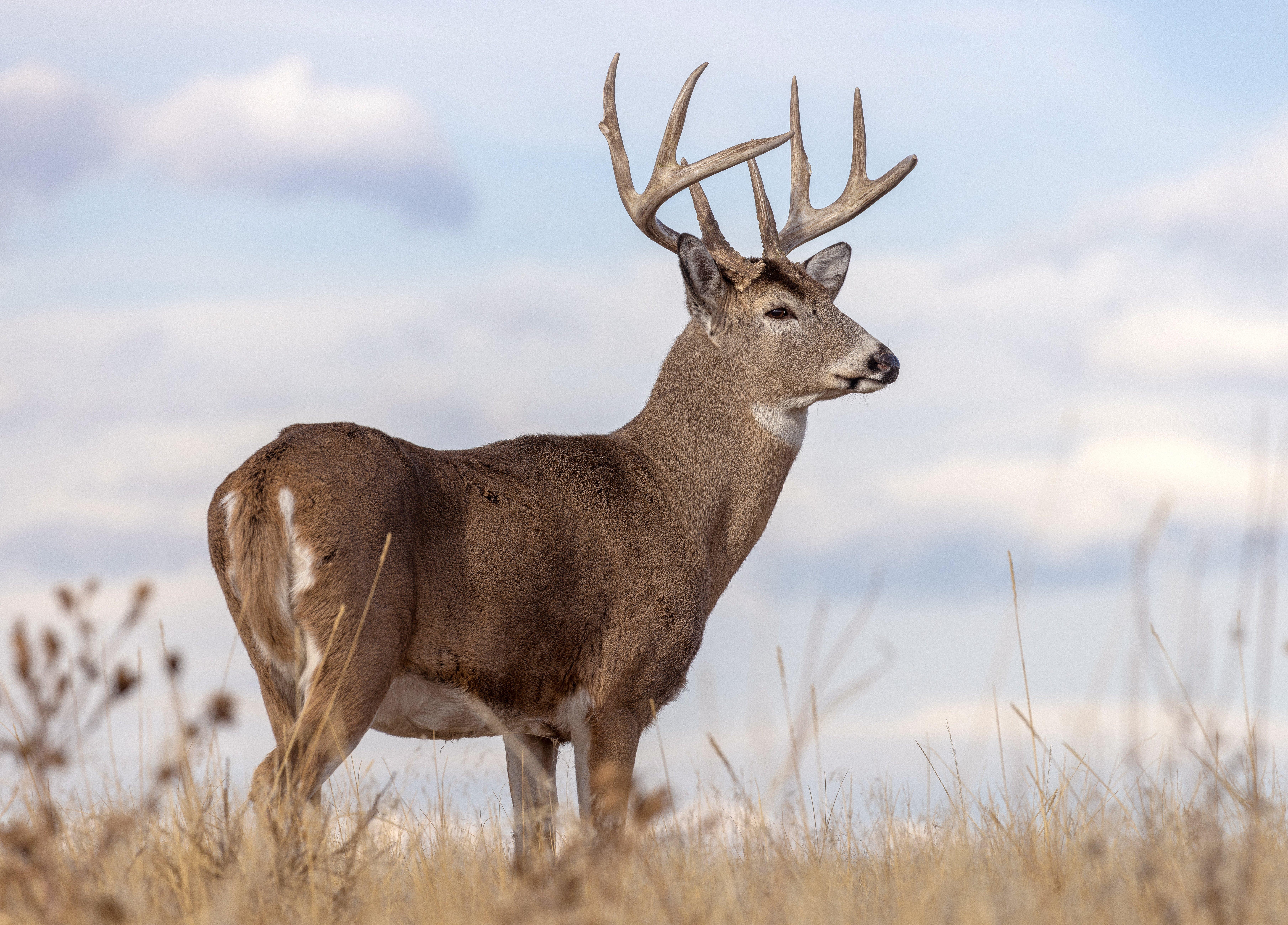 Image: mature_buck_01