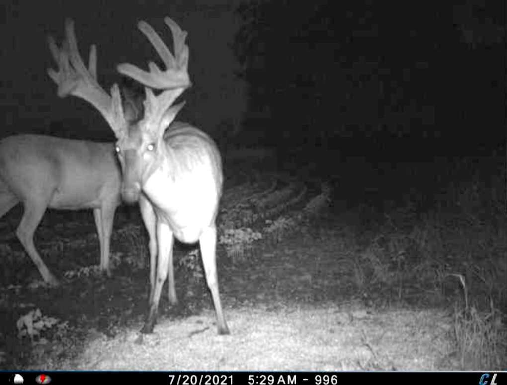 This buck looks impressive with and without velvet. Image courtesy of Westin McCauley This buck looks impressive with and without velvet. Image courtesy of Westin McCauley