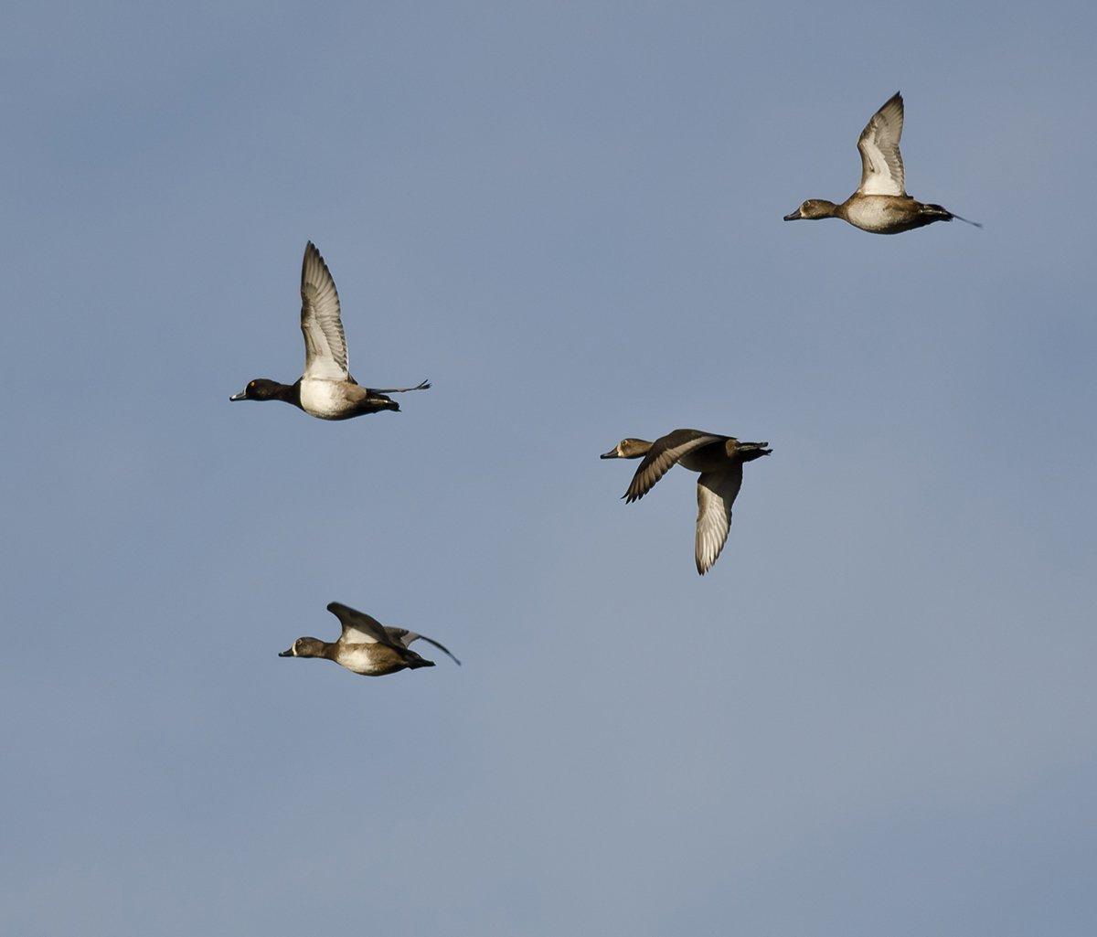 Photo © rck_953/Shutterstock