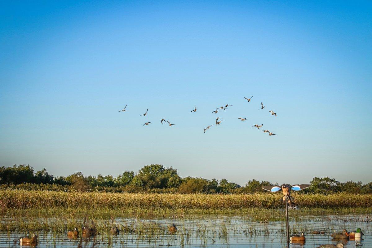 Blue-winged teal love shallow wetlands with lots of submergent vegetation and invertebrates. Photo © M.D. Johnson