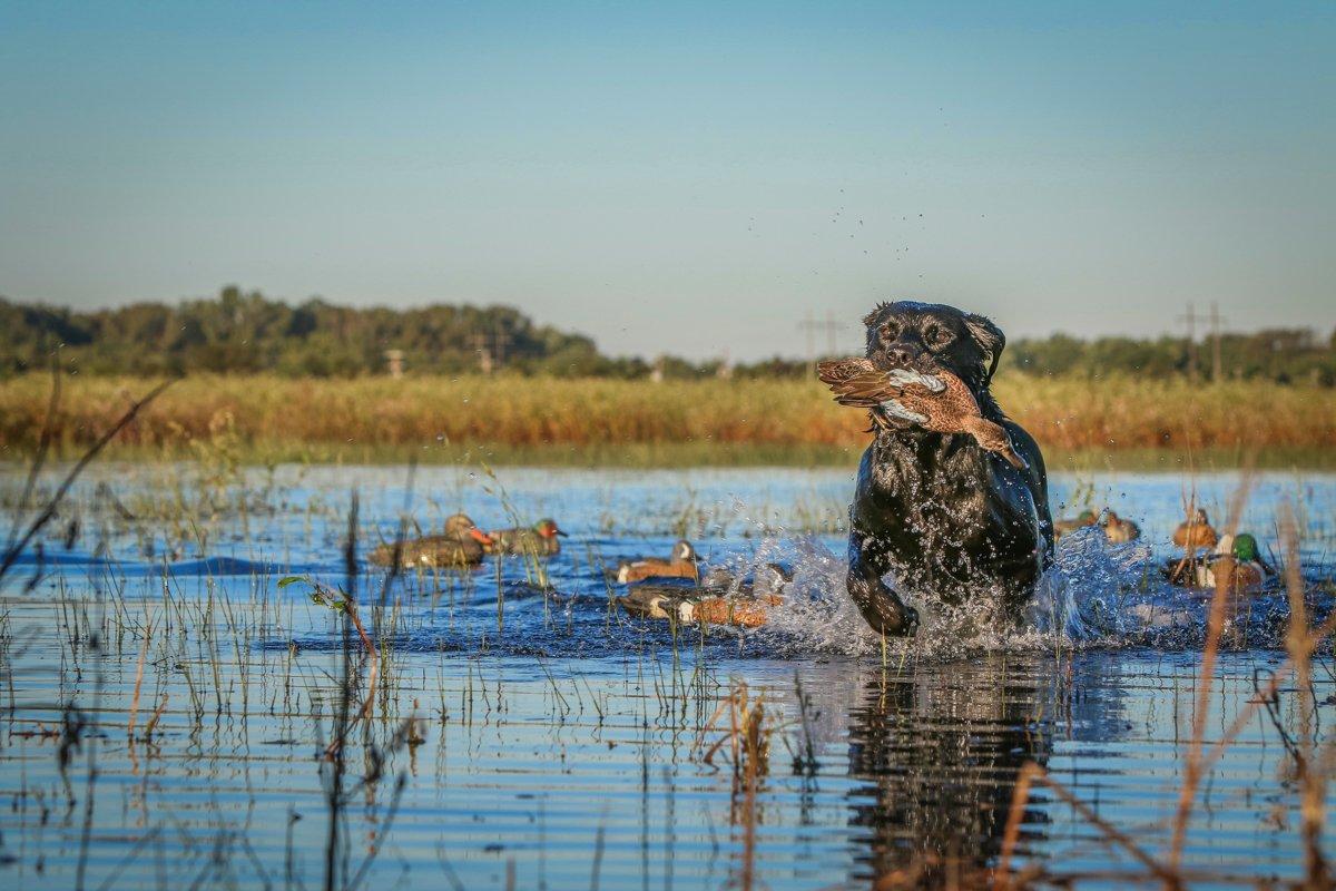 Yeah, it's hot, and the bugs are bad, but hardcore duck hunters love the rewards of teal hunting. Photo © Bill Konway