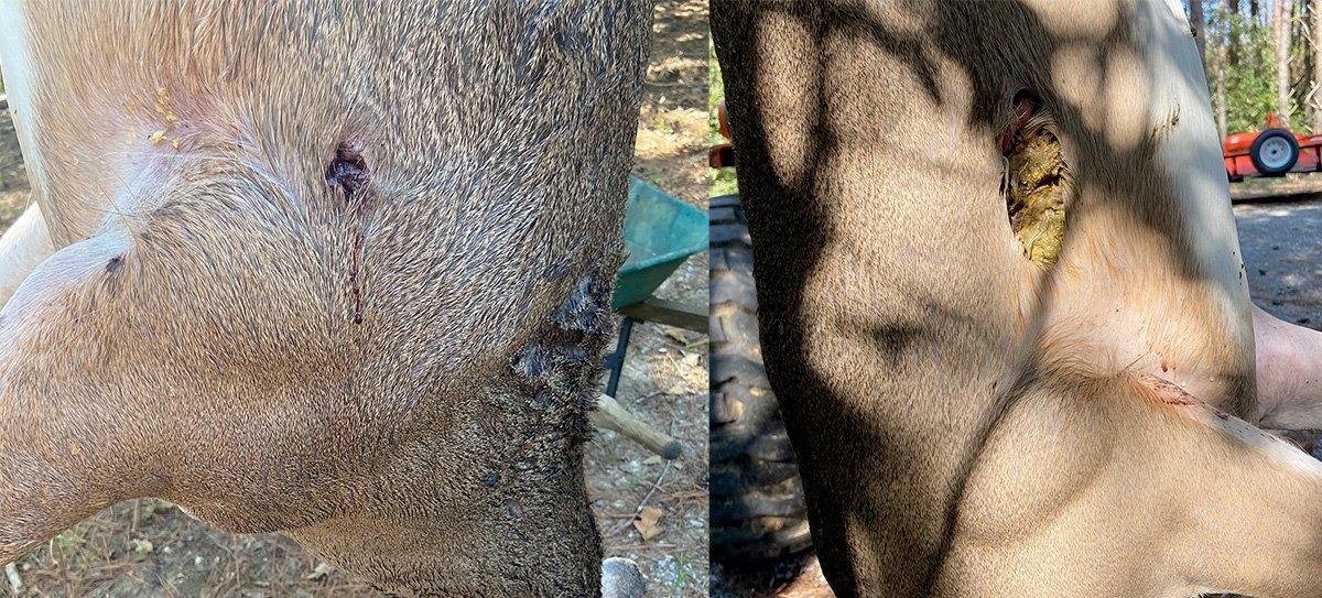 The entry (left) and exit (right) on a buck that was jumped from its bed two hours after the hit. It was found the following afternoon, 711 yards away, and illustrates how a slight angle can make a dramatic difference. The gut you can see in the exit was picked out by vultures. 