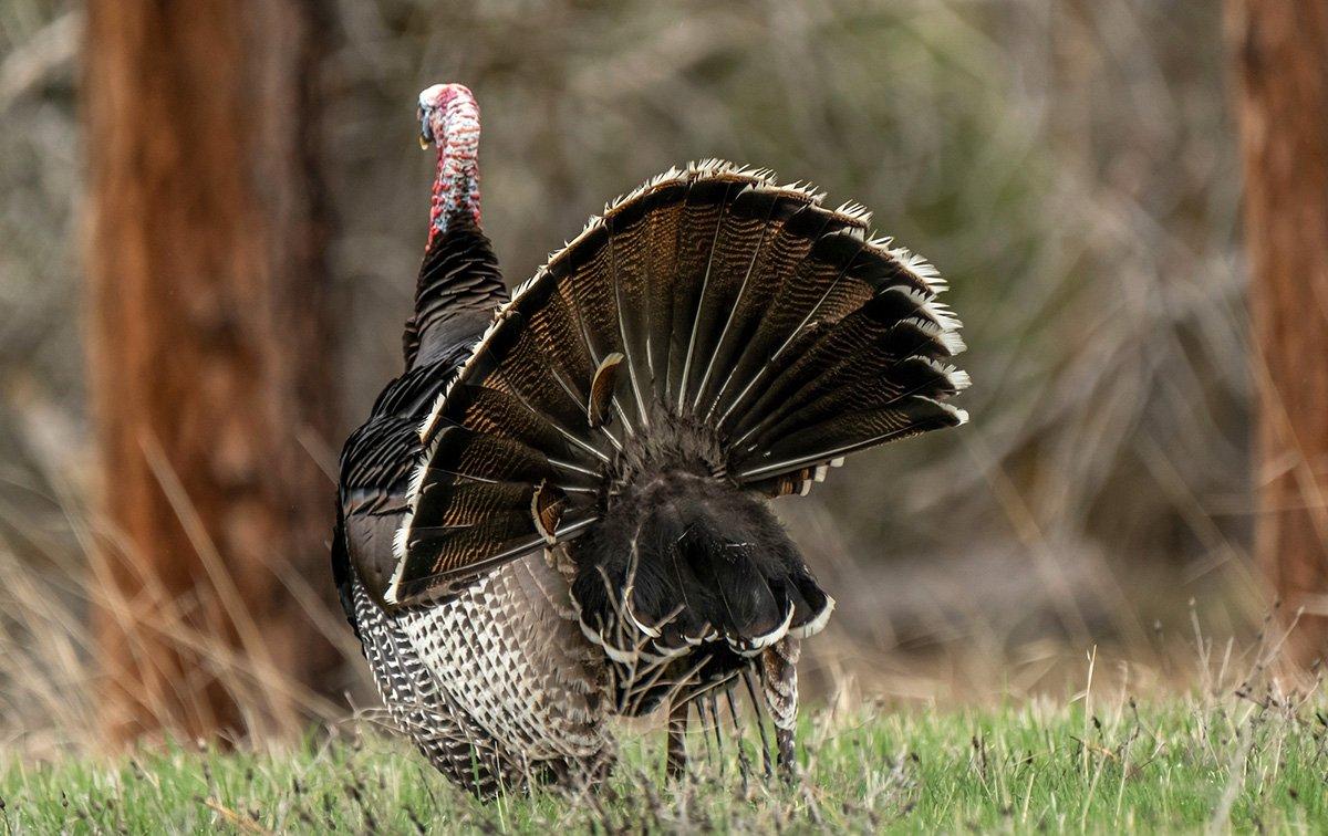 Every turkey hunter deserves a trip out West for Merriam's. Image by John Hafner