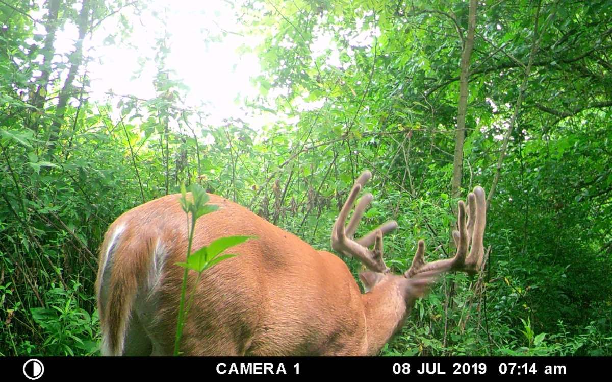 Hogan scouted this bruiser buck and pin-pointed the best spot to tag him. (Justin Hogan photo)