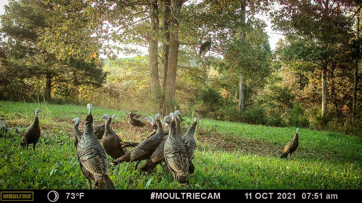 Adequate feeding areas in late summer and early fall are critical to winter poult survival. Photo by Will Brantley 