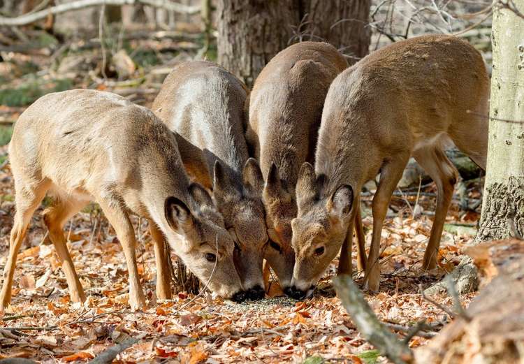 Proposed Bill Would Again Legalize Deer Baiting Throughout Michigan Image